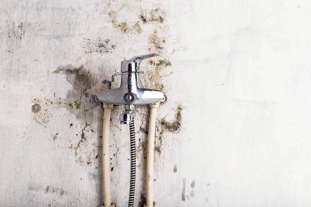 Best Mold Removal Company Near Me  in San Rlos, CA