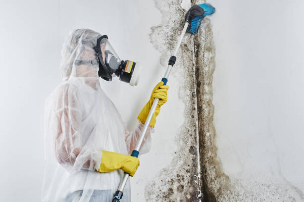 Best Mold Testing  in San Rlos, CA