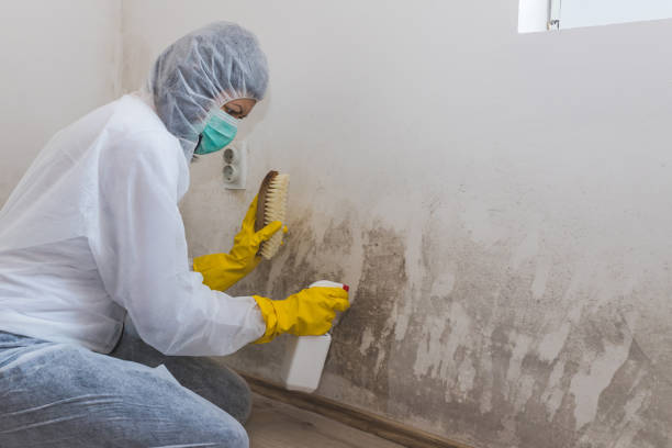 Best Attic Mold Removal  in San Rlos, CA