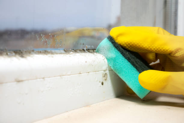 Best Mold Removal Near Me  in San Rlos, CA