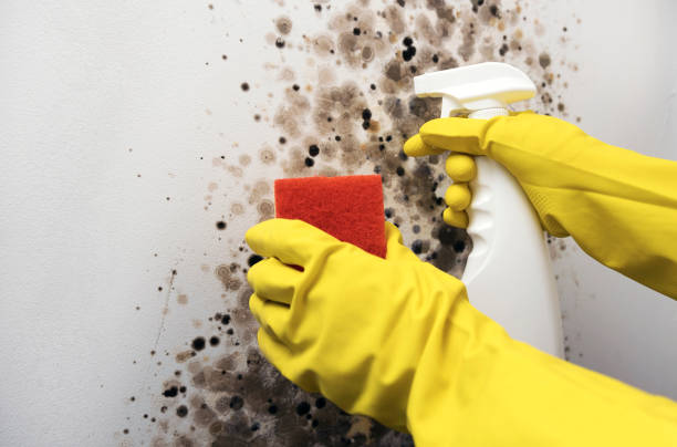 Best Water Damage Restoration  in San Rlos, CA
