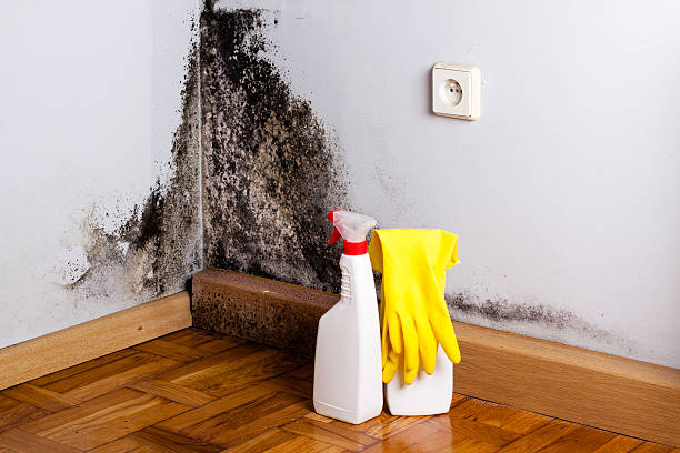 Best Certified Mold Removal  in San Rlos, CA