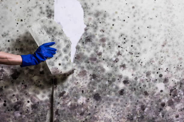 Best Mold Testing  in San Rlos, CA