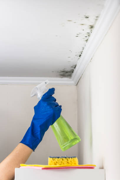Attic Mold Removal in San Carlos, CA