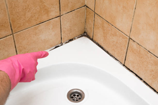 Best Mold Removal Company Near Me  in San Rlos, CA