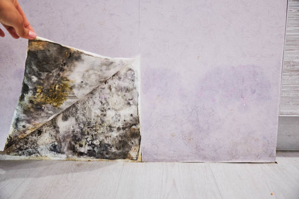 Best Professional Mold Removal  in San Rlos, CA